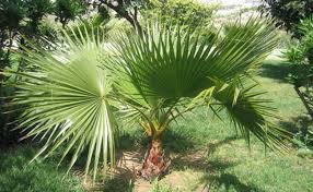 En sol à tendance argileuse ou humide, effectuez une plantation surélevée « sur butte » de sorte à ce que l'eau ne stagne pas au pied du palmier. Palmier A Jupon Washingtonia Palmier Resistant Au Froid Plantation Culture
