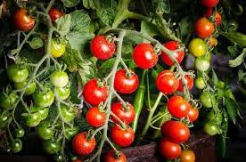 Do tomatoes grow from flowers. How Long Does It Take To Grow Tomatoes Ready To Diy