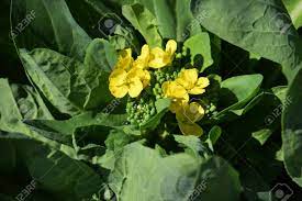 Maybe you would like to learn more about one of these? Chinese Cabbage Flowers Stock Photo Picture And Royalty Free Image Image 96913240