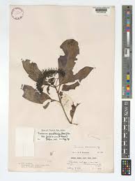 Image result for Tarenna pavettoides