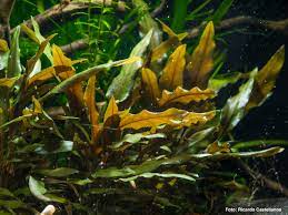 Diese anspannung zeigt sich durch eine verspannte muskulatur, zusammengepresste zähne und lippen. Zickige Aquarienpflanzen Probleme In Der Umstellung Wiki