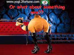 And from that day, the camel always wears a hump. Short Camel Jokes