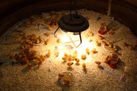 Image result for (BROODER AND HOOVER;