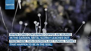 Résultat de recherche d'images pour "burying fig trees"