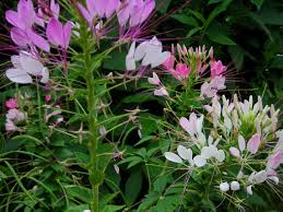 The seeds are winter hardy from last year's plants, but won't germinate until the soil warms up. Cleome Spider Flower Queen Mix