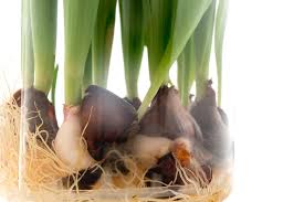 A tulip vase, or pyramid vase, is a vase designed to put cut flowers and especially tulips in, but it primarily serves as a decorative showpiece. What To Do With Tulip Bulbs After They Bloom In Water The Practical Planter