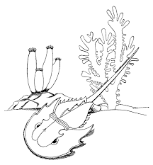 Please help to improve this article by introducing more precise citations. Horseshoe Crab Coloring Pages Coloring4free Coloring4free Com