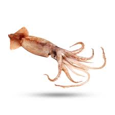 The verse which is translated as What Animal Is Fried Calamari Quora