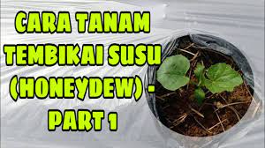(tanaman jangka pendek dan sederhana). Cara Tanam Tembikai Susu Honeydew Youtube