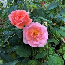 Peachy Knock Out Rose Bushes In 2021 Rose Bushes For Sale Rose Blooming Rose