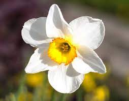 Con un po' di impegno e alcuni semplici accorgimenti, puoi ottenere un. Narciso Narcissus Narcissus Bulbi Narciso Narcissus Bulbi