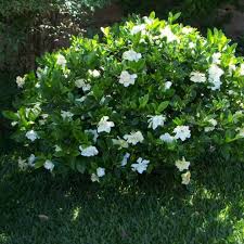 Image result for Gardenia