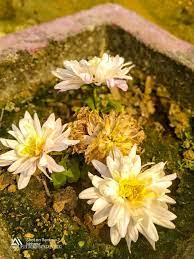 Flowers Nature Plants Flowers