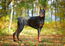 Their names were dillinger (john dillinger), bonnie (bonnie parker), clyde. Doberman Pinscher Breed Facts And Information Petcoach