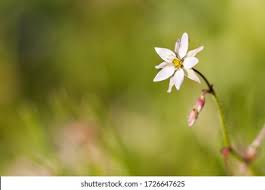 Image result for Spergula