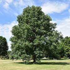 Pictures of white oak trees. White Oak Tree Swamp Bb 2 Alsip Home Nursery