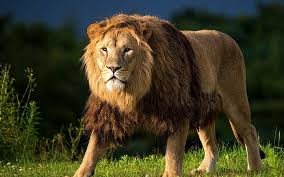They are at the very top of the food chain. Hd Wallpaper Animals Close Up Lion Mane Predator Grass Male Lion Wallpaper Flare