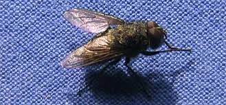 The Strange Life Of Cluster Flies Debugged