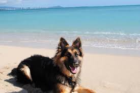Family residence to visit dogs ocala fl. German Shepherd Price How Much Is A Purebred German Shepherd Anything German Shepherd