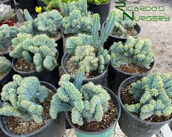Image result for Myrtillocactus geometrizans