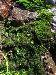 Image result for Genlisea