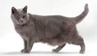 List of Cat Breeds | Petfinder