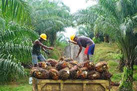 Dari 61,86 juta kg dari januari sampai mei 2019, sebanyak 21,45 juta kg berasal. Inspirasi Energi Benarkah Biodiesel Ramah Lingkungan Halaman All Kompas Com