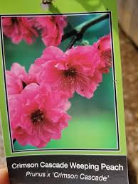 Maybe you would like to learn more about one of these? Sara S Nursery Crimson Cascade Weeping Peach Tree Facebook