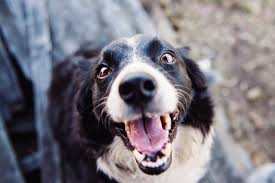Maybe you would like to learn more about one of these? Dog Diabetes Symptoms And Diabetic Signs What To Watch For