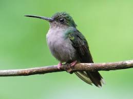 Image result for Urochloa brachyura