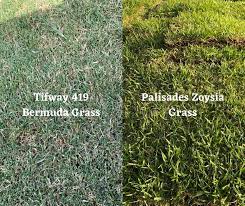 Zoysia grass is a popular grass type grown in lawns throughout the transition zone of the united states (from northern georgia to southern illinois). Should You Pick Bermuda Grass Or Zoysia Grass Sod Houston Grass