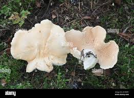 Image result for Hydnum repandum