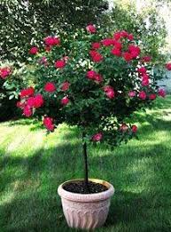 Extra care needs to be taken with rose trees because they are susceptible to breakage from heavy winds. Rose Tree Garden Plant Flowering Trees Chicago Garden Designers