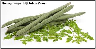 Tanaman kelor biasanya digunakan untuk mengusir makhluk tak kasat mata, namun ternyata ada banyak manfaat daun kelor bagi kesehatan. Dunia Barat Sebut Pohon Kelor Miracle Tree Apa Keajaibannya Mysterious Thing Conspiracy Controversy Ufo Alien Archeology Science Universe