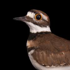 Alaska and c canada to peru; Killdeer National Geographic