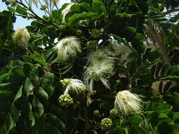 Image result for Albizia lebbeck