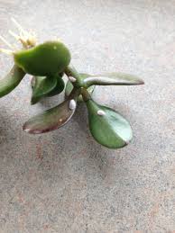 Maybe you would like to learn more about one of these? The Fluffy Killer Treating Mealybugs Leaf And Paw