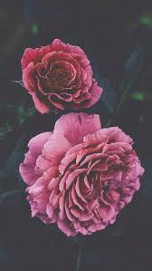 Download these beautiful iphone 11 and iphone 11 pro wallpapers, and give your device a brand new splash of color. 21 Pretty Wallpapers For Your New Iphone Xs Max Preppy Wallpapers Floral Wallpaper Iphone Flower Phone Wallpaper Pretty Wallpapers