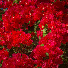 Image result for Bougainvillea