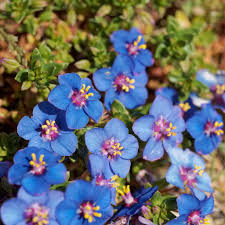 Image result for Lysimachia monelli