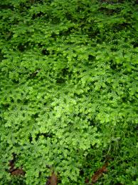 Image result for Selaginella goudotiana