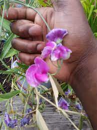 Check spelling or type a new query. Flowering Grass Vine Likely Weed Identification 473781 Ask Extension