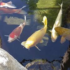 A pressure filter is a sealed unit and therefore allows for installation flexibility. Best Pond Filter Media 2021 Reviews Comparison Pond Informer