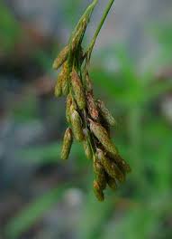 Image result for Scirpus pendulus