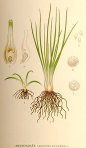 Image result for Isoetes welwitschii