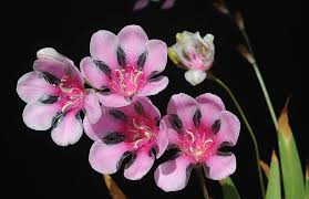 Image result for Tritonia