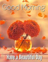 Orange colour flowers good morning images. Pin By Henrietta Norris On Good Morning Good Morning Flowers Beautiful Flowers Orange Flowers