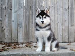 Black And White Husky Puppy For Sale Purebred Wooly Husky Puppy For Sale Google Search Husky Puppies For Sale Puppies Siberian Husky