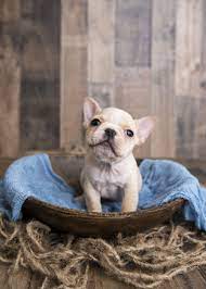French Bulldog Puppy Newborn Photography Puppy Photography Puppy Pictures French Bulldog Puppies