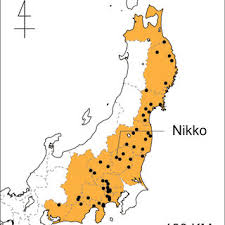 Image result for Vincetoxicum stenolobum